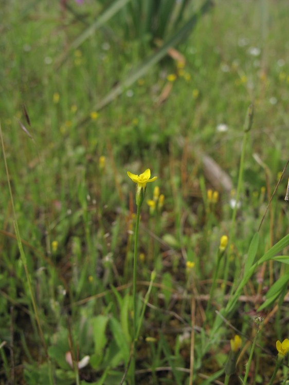 Cicendia filiformis